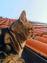 Close-up of a cat against clear sky