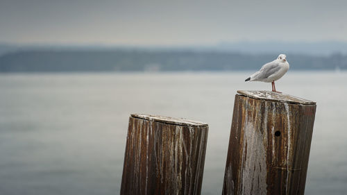 Seagulls perching on wooden post