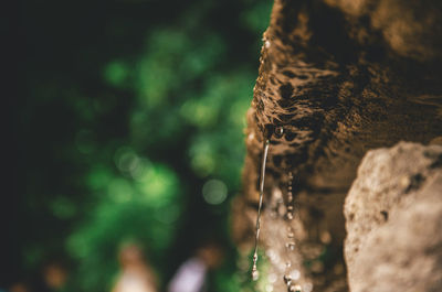 Close-up of tree trunk in forest
