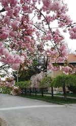 Pink flowers blooming on tree