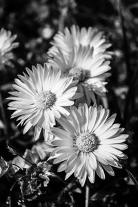 Close-up of flowers