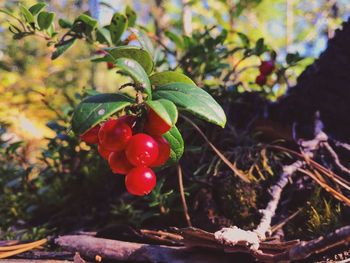 Close-up of red berries growing on tree