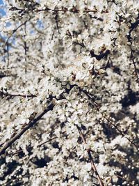 Close-up of apple blossoms in spring