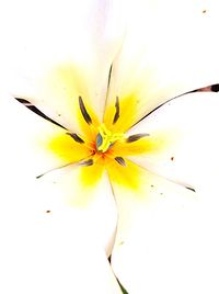 Close-up of yellow flower