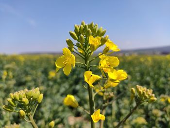 Close-up of yellow flowering plants on field against sky