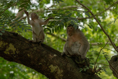 Long-tailed macaque and baby sit on branch