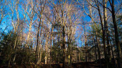 Low angle view of trees against sky