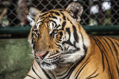 Close-up of a tiger