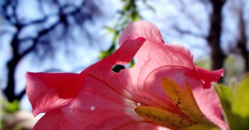 Close-up of pink flower blooming outdoors