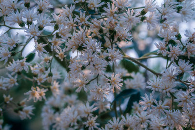 Close-up of white flowering plants