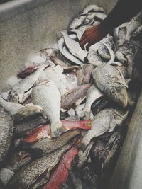 High angle view of fish for sale