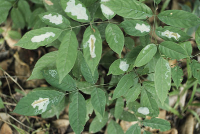 Close-up of wet leaves on plant