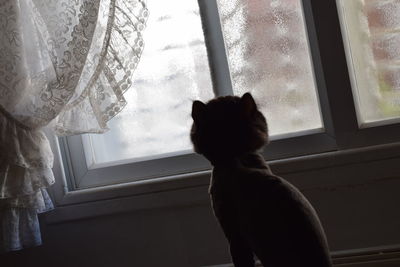 Rear view of cat looking through window