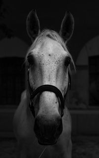 Portrait of horse in stable