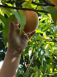 Close-up of hand holding fruit on tree