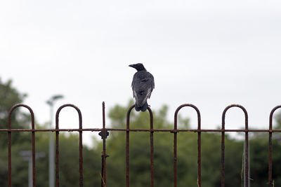 bird