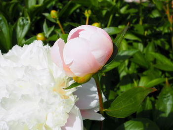 Close-up of pink rose flower