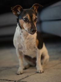 Portrait of a dog