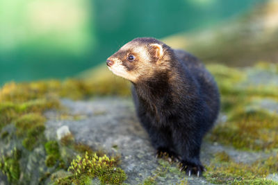 Close-up of a weasel looking away