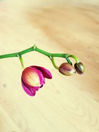 Close-up of flowers