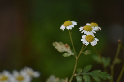 Close-up of white flowering plants