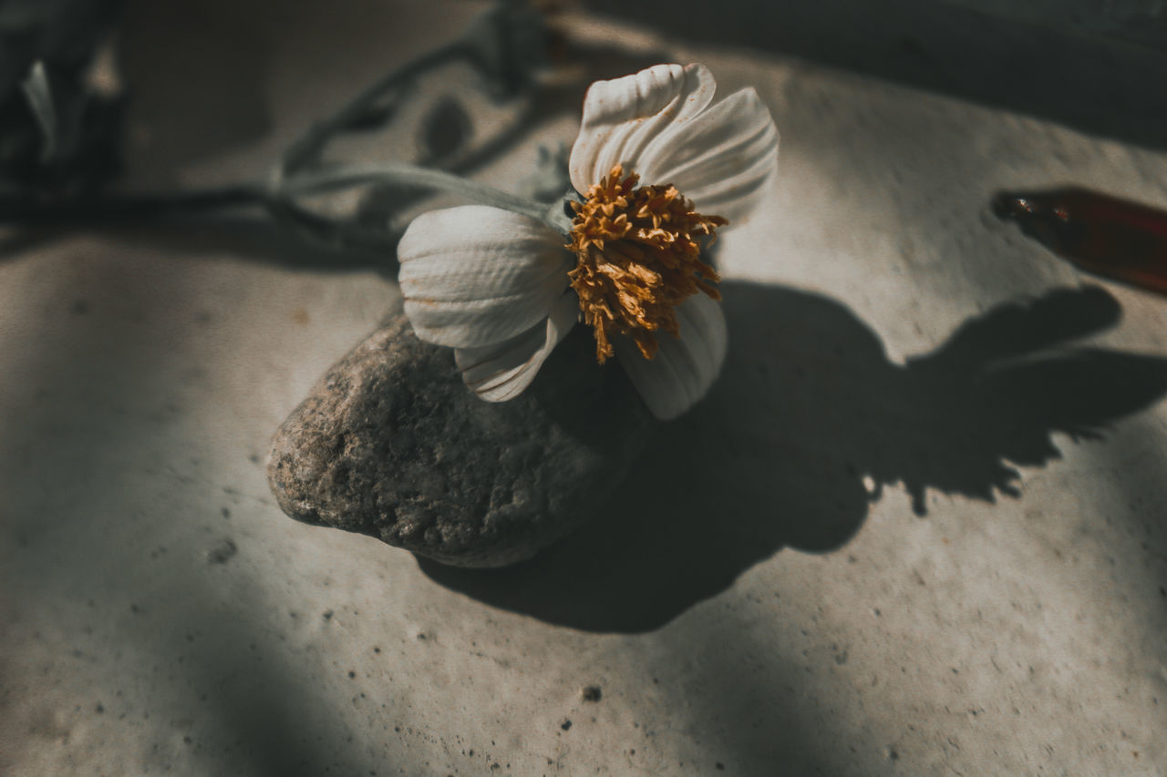 flowering plant, flower, beauty in nature, plant, petal, nature, vulnerability, fragility, close-up, freshness, no people, flower head, inflorescence, growth, shadow, selective focus, pollen, sunlight, day, outdoors