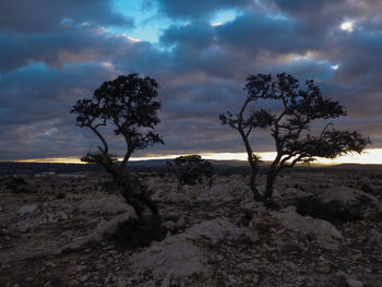 Trees on landscape against sky during sunset