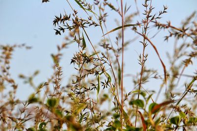 Close-up of flowering plant against clear sky