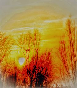 Close-up of tree against sky during sunset