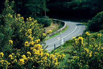 Yellow flowers growing on tree