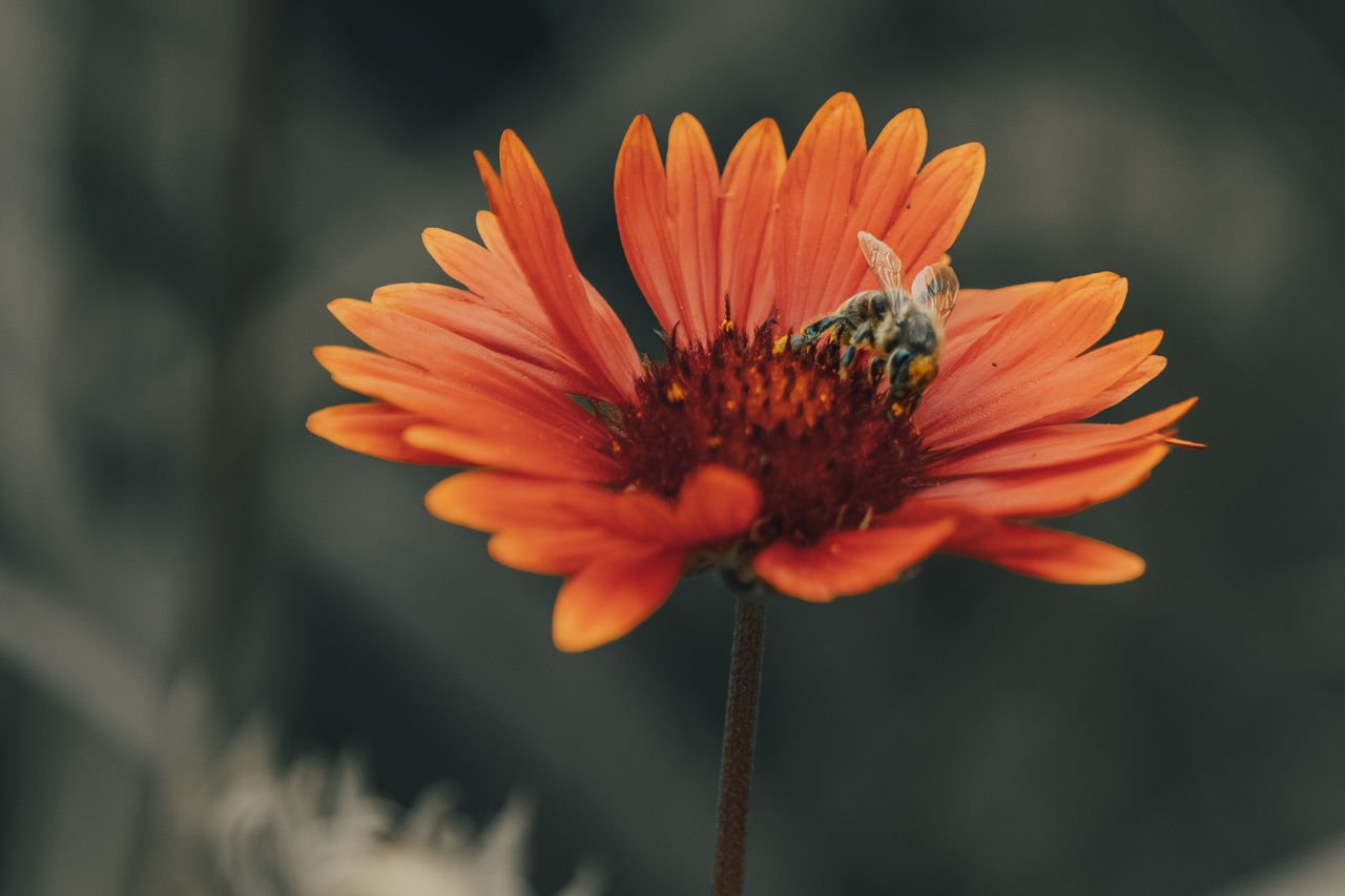 CLOSE-UP OF ORANGE INSECT ON FLOWER