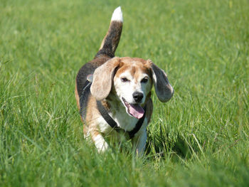 Alert dog on green field