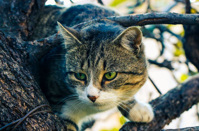 Close-up portrait of a cat