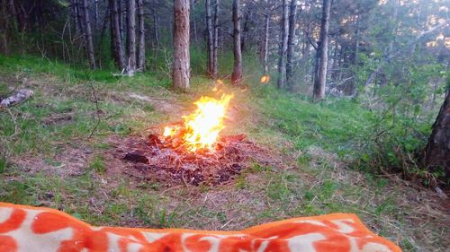 Close-up of bonfire in forest