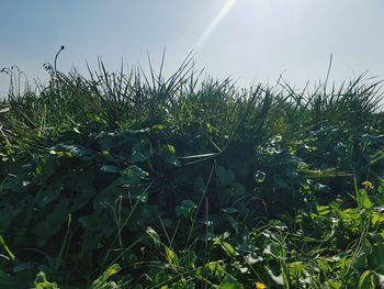 Close-up of crops growing on field against sky