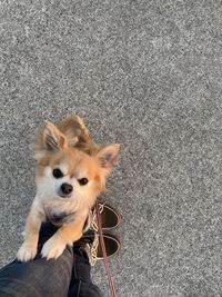 High angle portrait of a dog