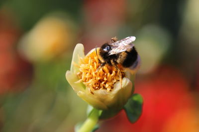 Close-up of honey bee on flower