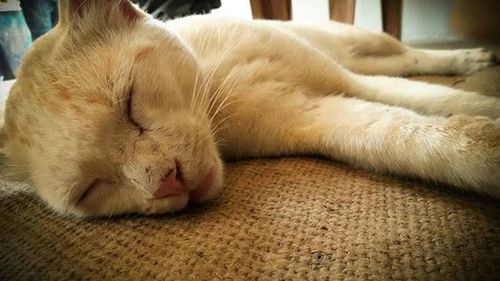 Cat sleeping on couch