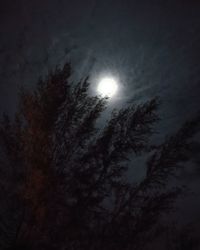 Low angle view of trees against sky at night