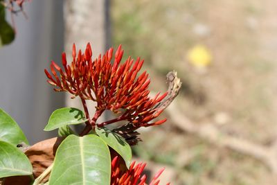 Close-up of red flower against blurred background