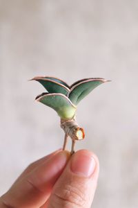 Close-up of hand holding small plant