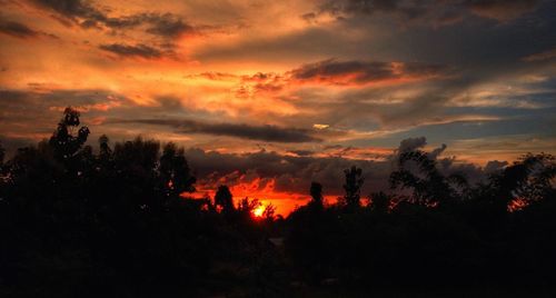 Silhouette of trees at sunset