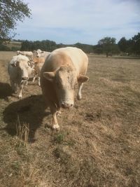 Cow on field