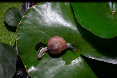 High angle view of snail on leaf