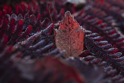 Close-up of dry leaves on plant