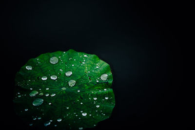 Close-up of wet leaf against black background