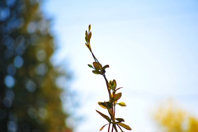 Close-up of twig against sky