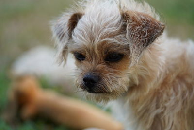 Close-up portrait of dog