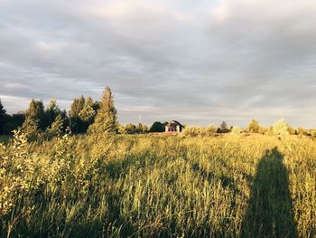 Scenic view of field against sky