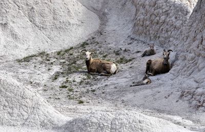 High angle view of goats on rocks